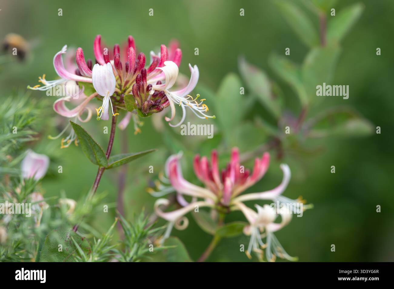 Close up of an Italian woodbine (lonicera caprifolium) flower in bloom  Stock Photo - Alamy