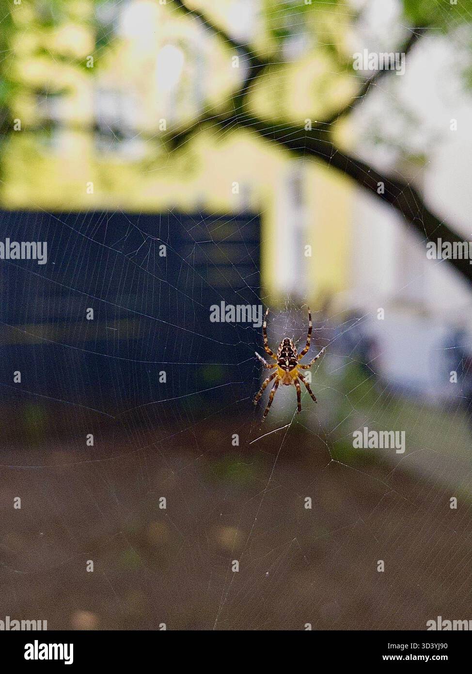 Orb-weaver spider on its web with urban garden background, shallow depth of field, close-up. - Smartphone Captured Stock Image