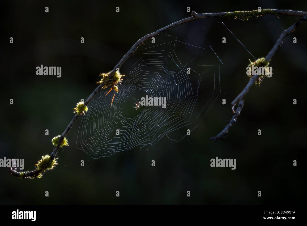 Backlit spider and web in a tree Stock Photo - Alamy
