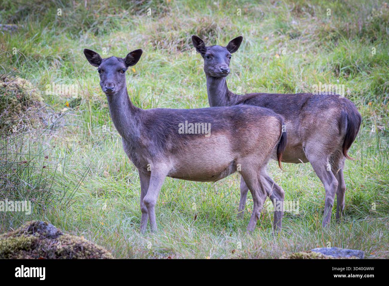 Picture of Melanistic Fallow Deer [ Dama dama ] female [Doe ] Stock Photo - Alamy