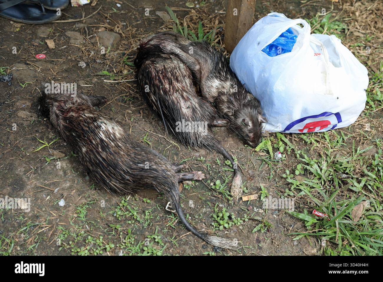 Bushmeat africa stall hi-res stock photography and images - Alamy
