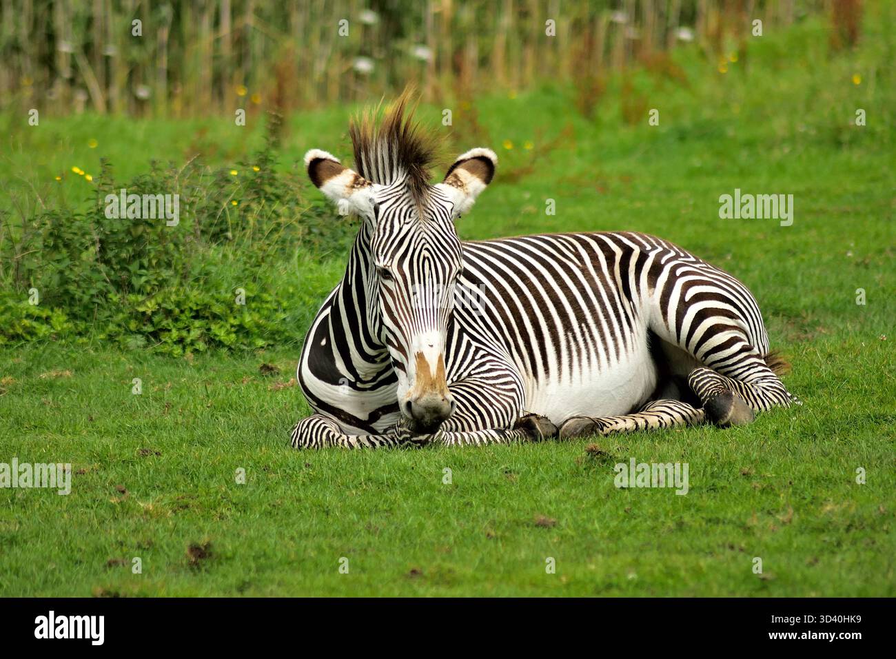 Resting Grevy's Zebra. Recognizable by its distinctive black and white ...