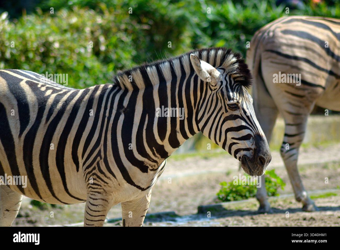 Plains Zebra in its natural habitat. Recognizable by its distinctive ...