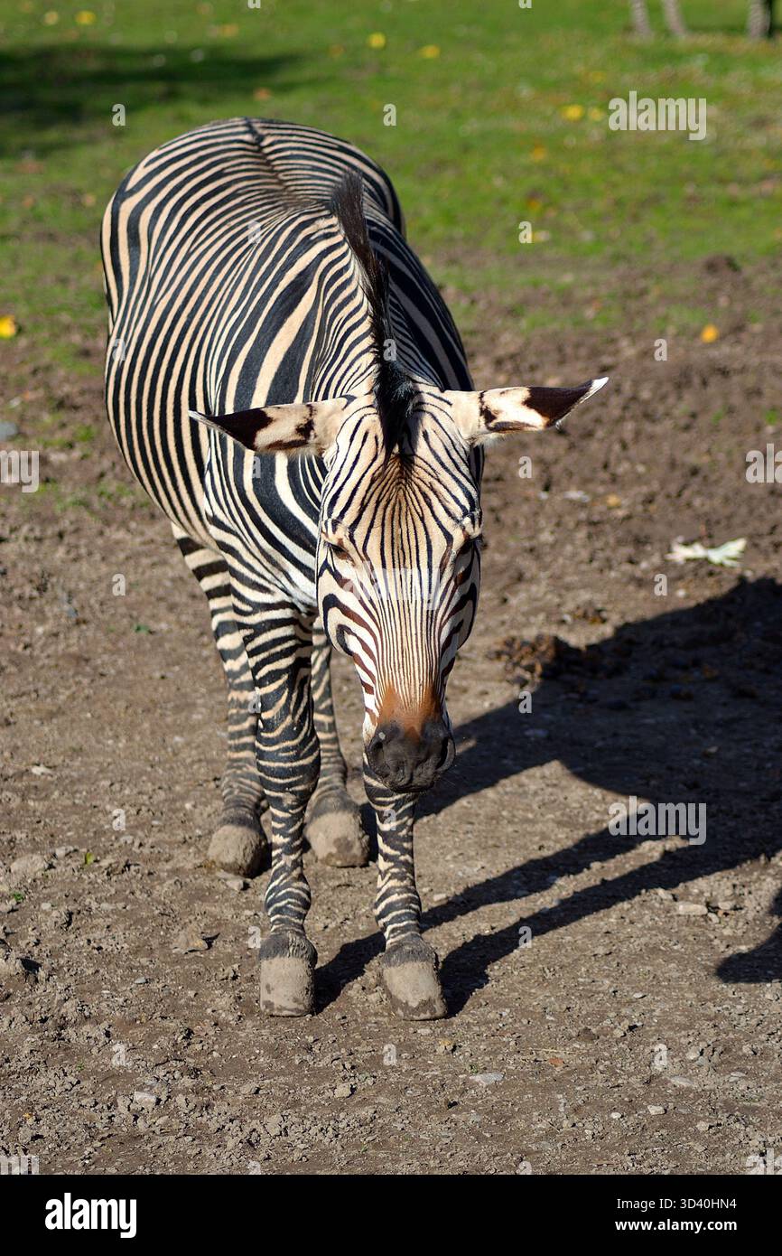 Mountain zebra in its natural habitat. Recognizable by its distinctive ...