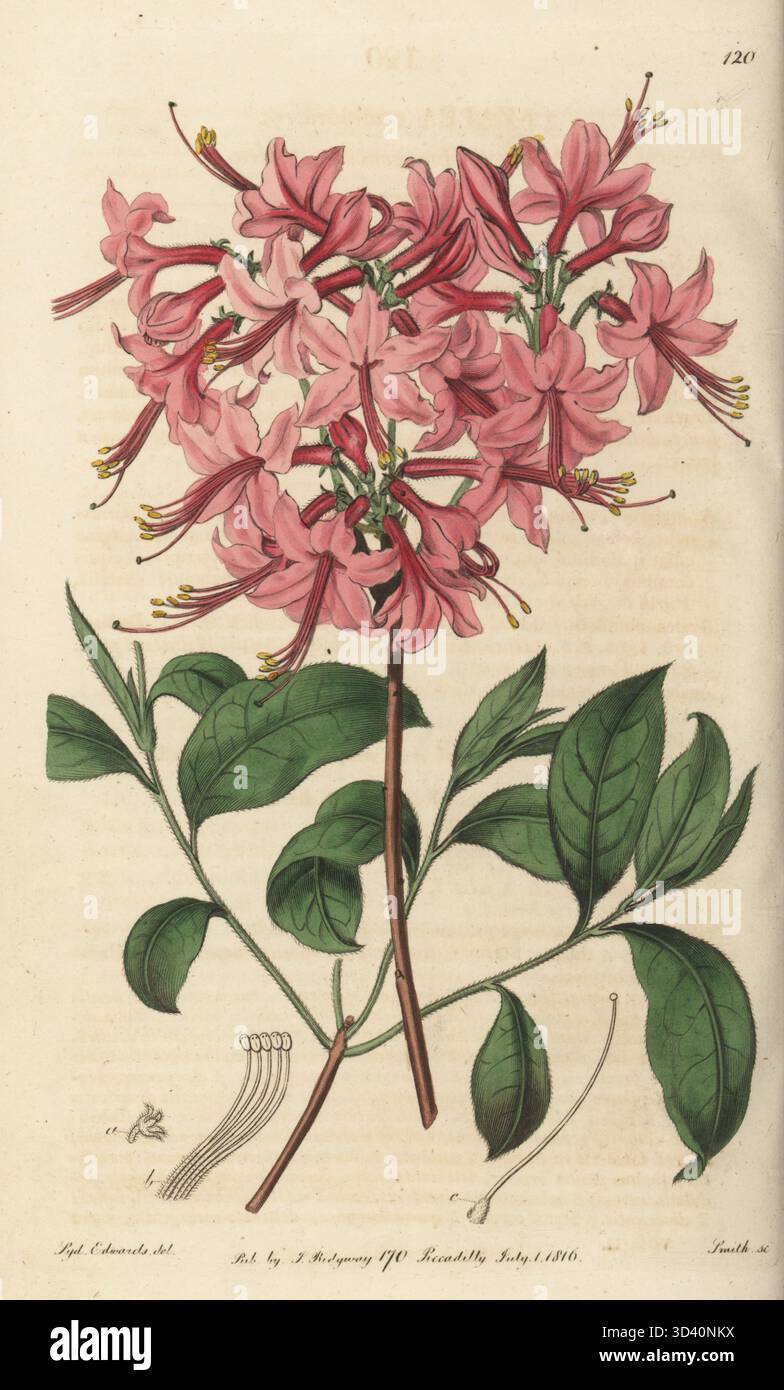 Rhododendron nudiflorum hi-res stock photography and images - Alamy