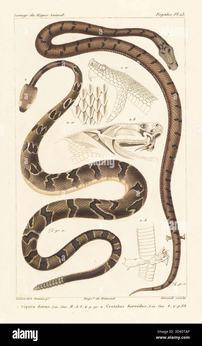 Common timber rattlesnake hi-res stock photography and images - Alamy