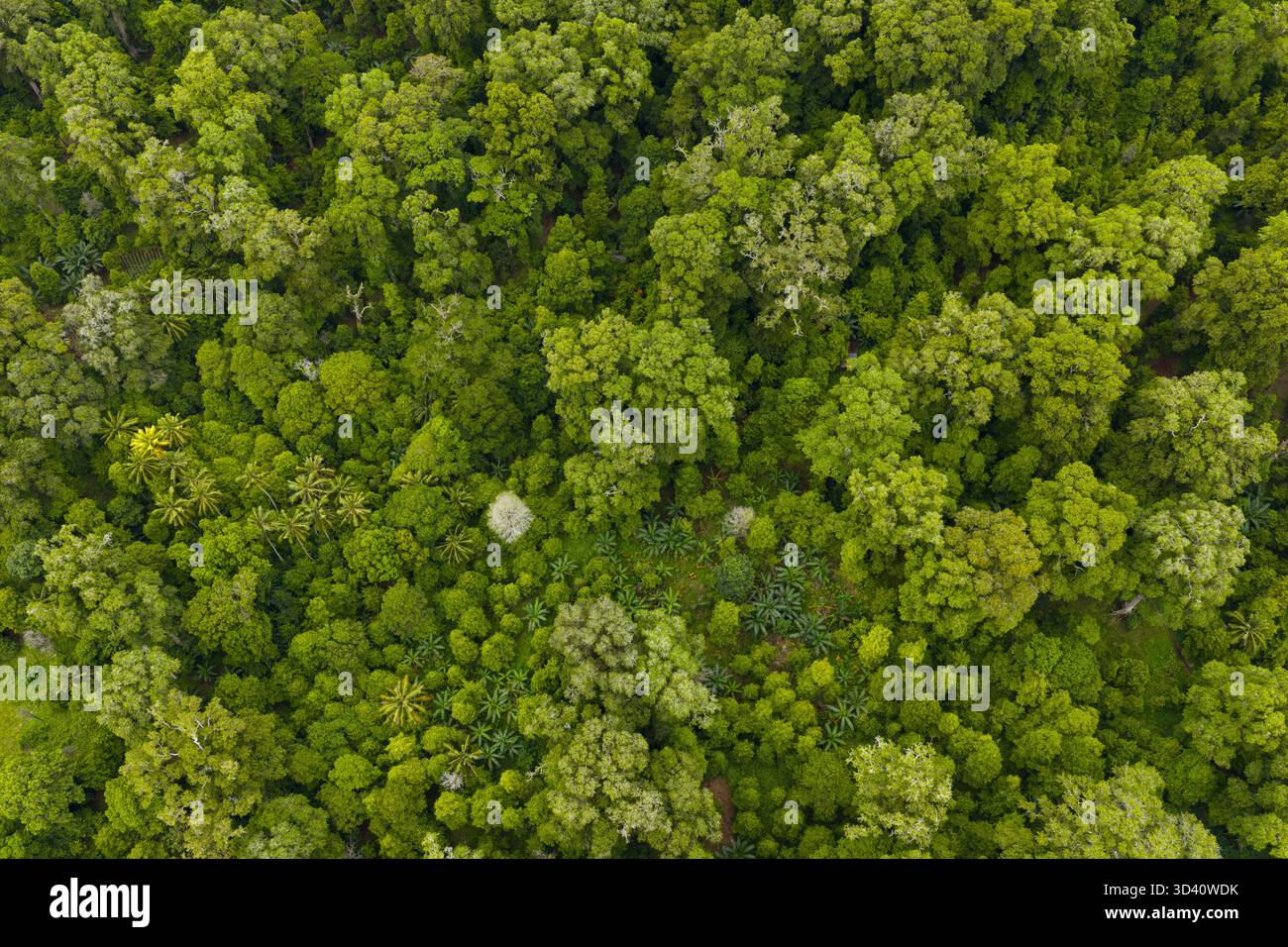 Thick rainforest grows on hi-res stock photography and images - Alamy