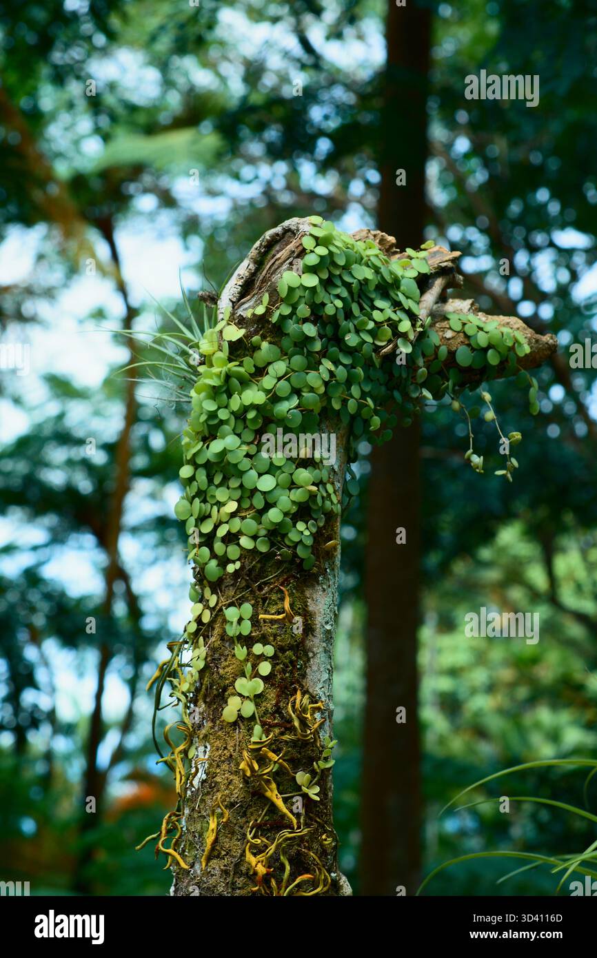 A tree covered on small plants in the forest. Stock Photo