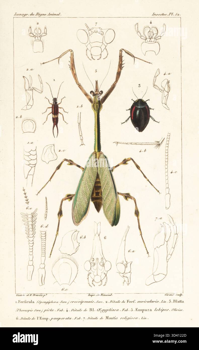Praying mantis, Zoolea lobipes 5, earwig, Spongiphora croceipennis 1, and cockroach, Phoraspis picta 3. Handcoloured stipple copperplate engraving by Eugene Giraud after an illustration by Felix-Edouard Guérin-Méneville and Édouard Traviès from Guérin-Méneville's Iconographie du règne animal de George Cuvier, Iconography of the Animal Kingdom by George Cuvier, J. B. Bailliere, Paris, 1829-1844. Stock Photo