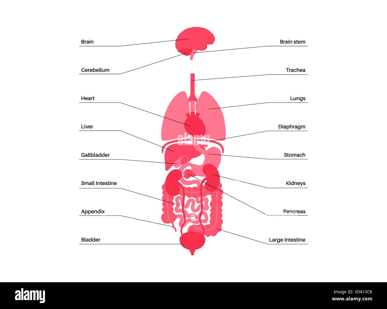 Labelled Internal Organs The organs of the body labelled diagram hi-res stock photography and ...