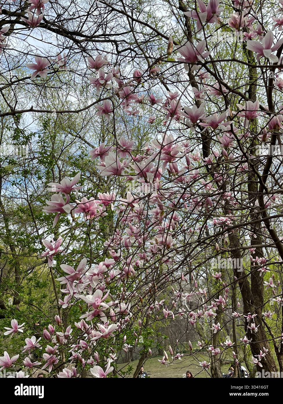 Central Park landscape with city skyline, showing seasonal changes. - Smartphone Captured Stock Image