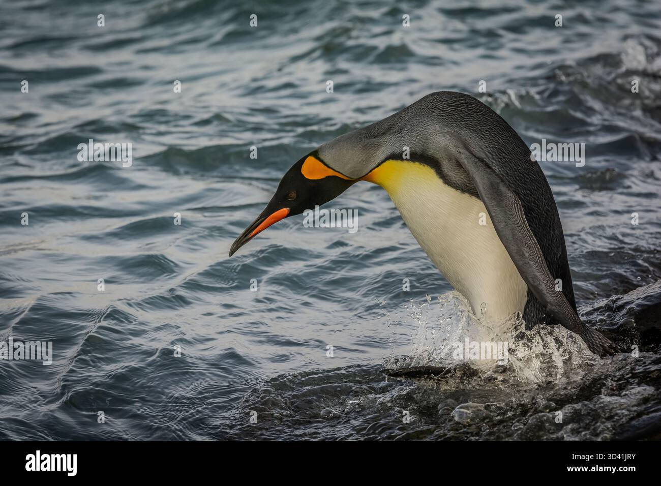 In the remote, inimitable wilderness of South Georgia Island, this king ...