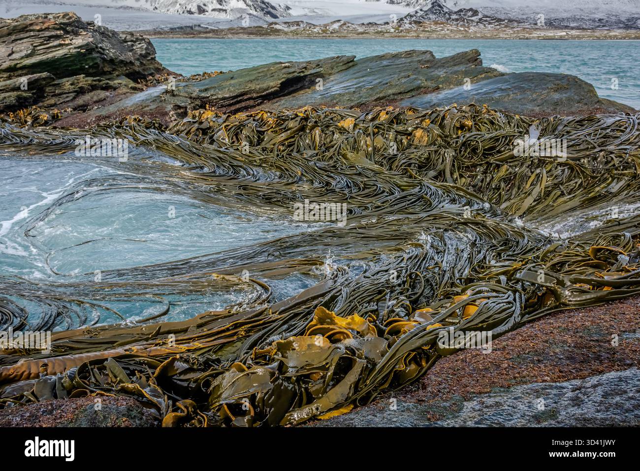 In the remote, inimitable wilderness of South Georgia Island, Seaweed ...
