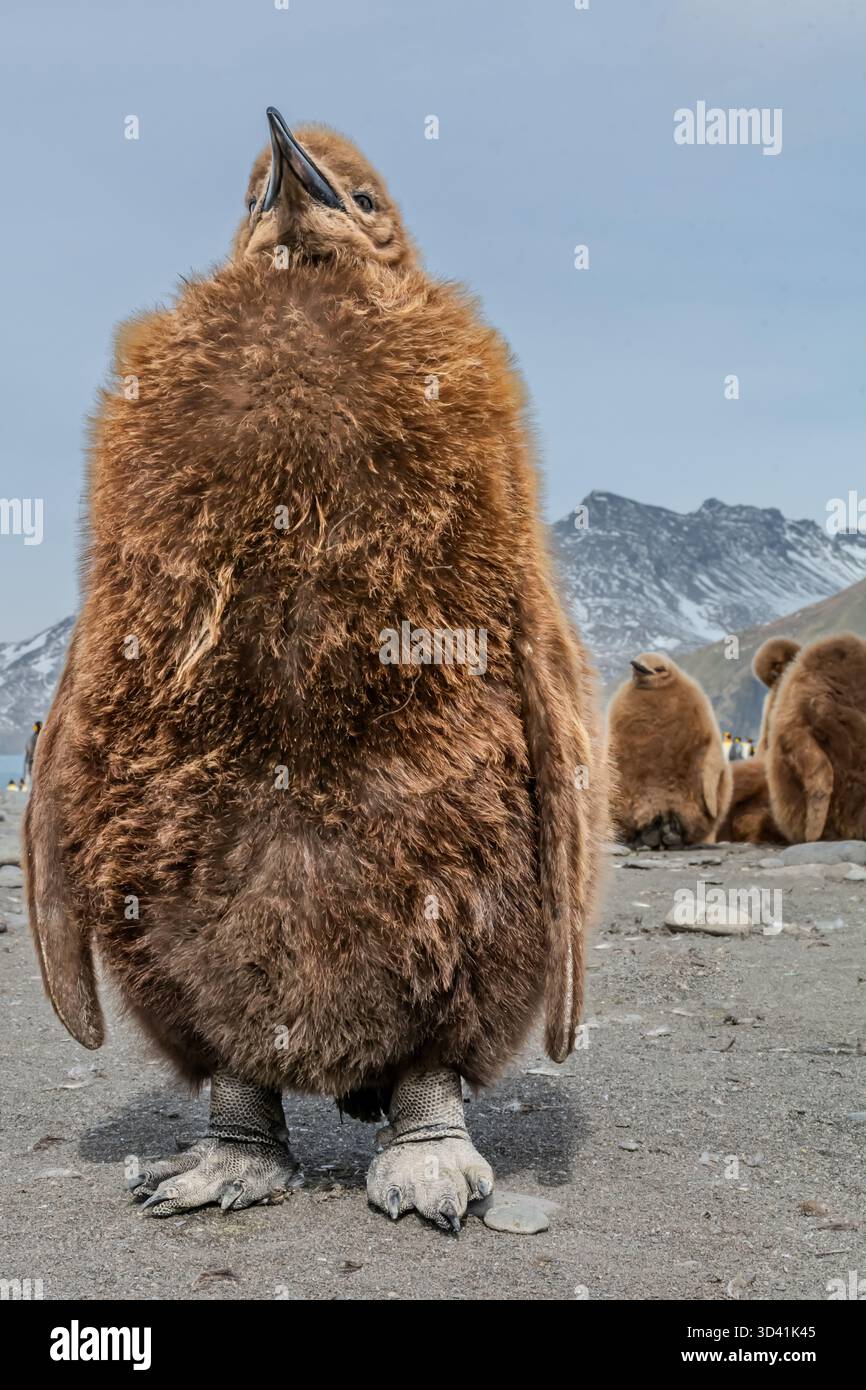 a tall king penguin chick i n the remote, inimitable wilderness of ...