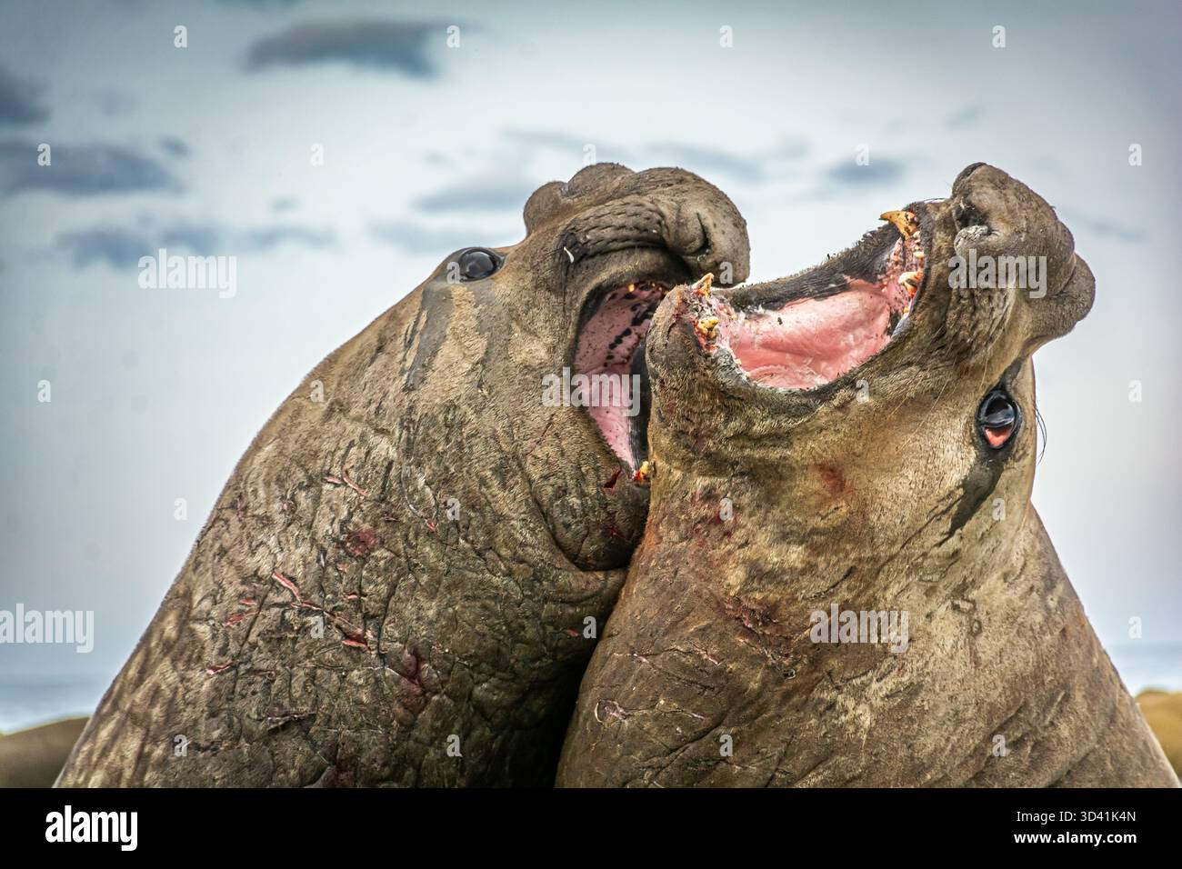 Southern elephant seals are fighting for dominance of the harem leading ...