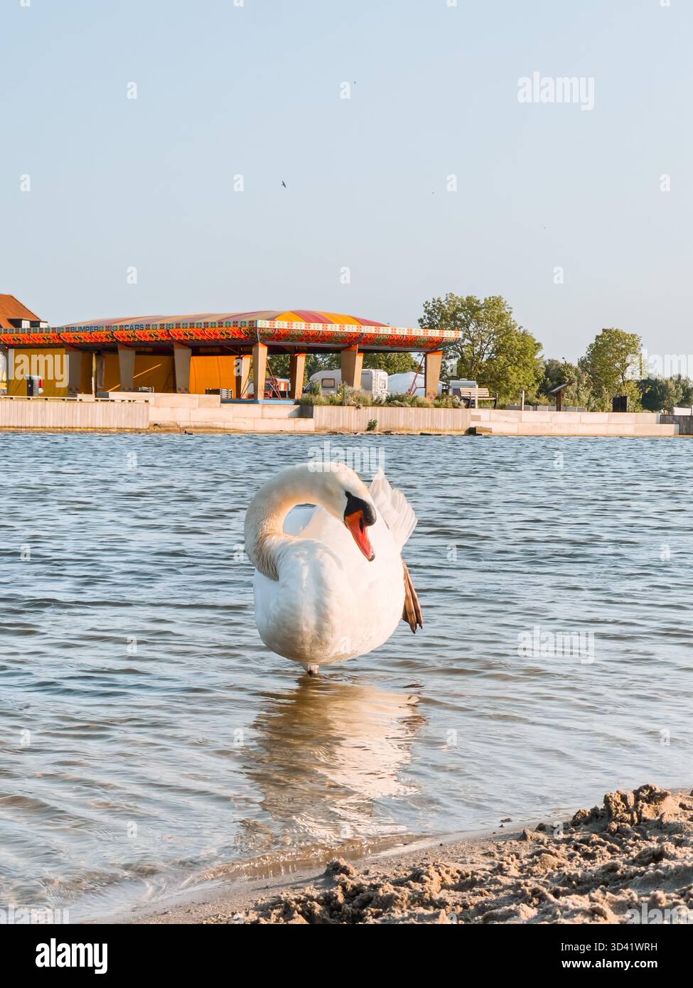 Graceful white swan standing at Strandeiland,Netherlands. The calm scene captures the elegance of the bird in soft natural light,warm summer tones. - Smartphone Captured Stock Image