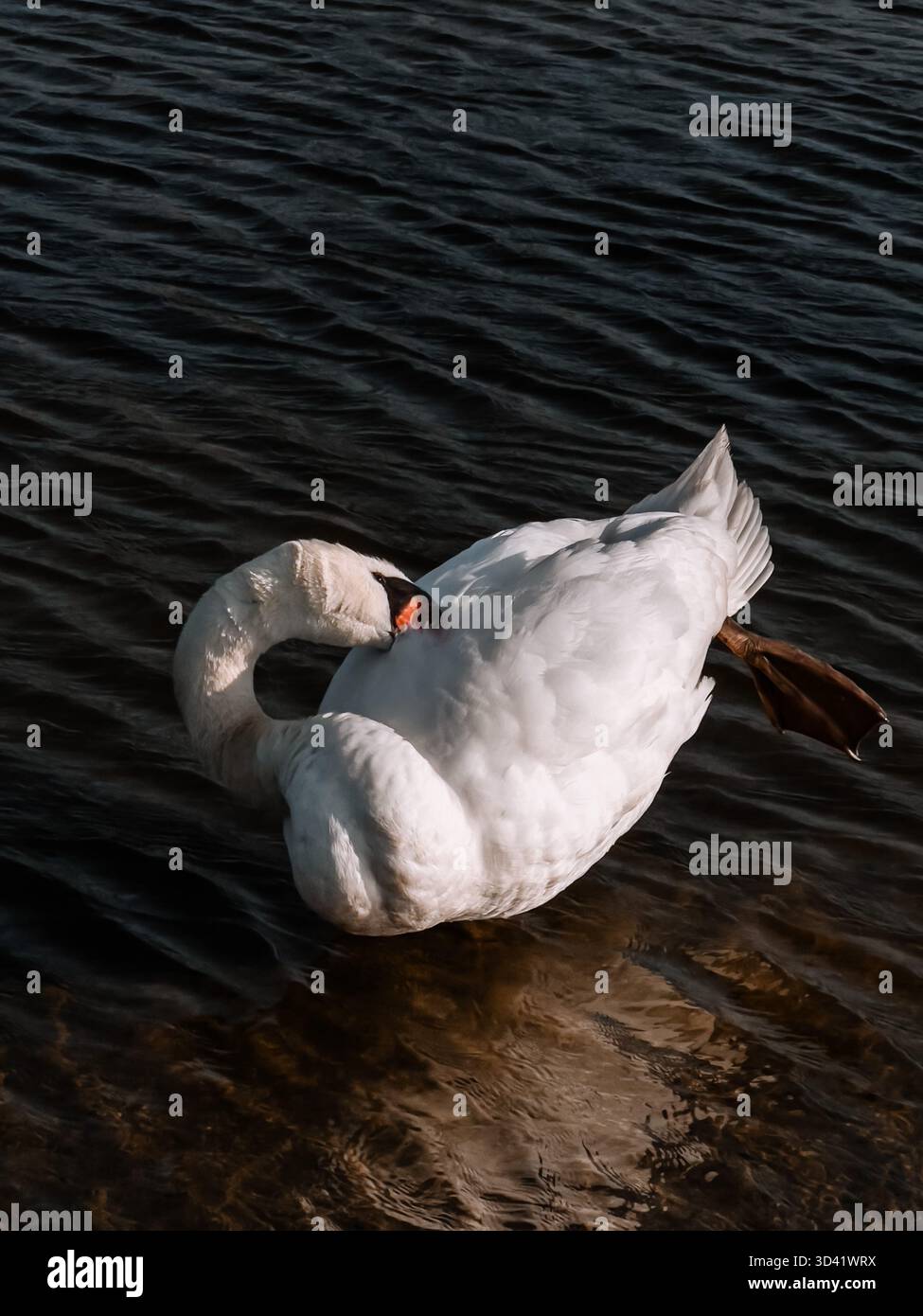 Graceful white swan standing at Strandeiland,Netherlands. The calm scene captures the elegance of the bird in soft natural light,warm summer tones. - Smartphone Captured Stock Image