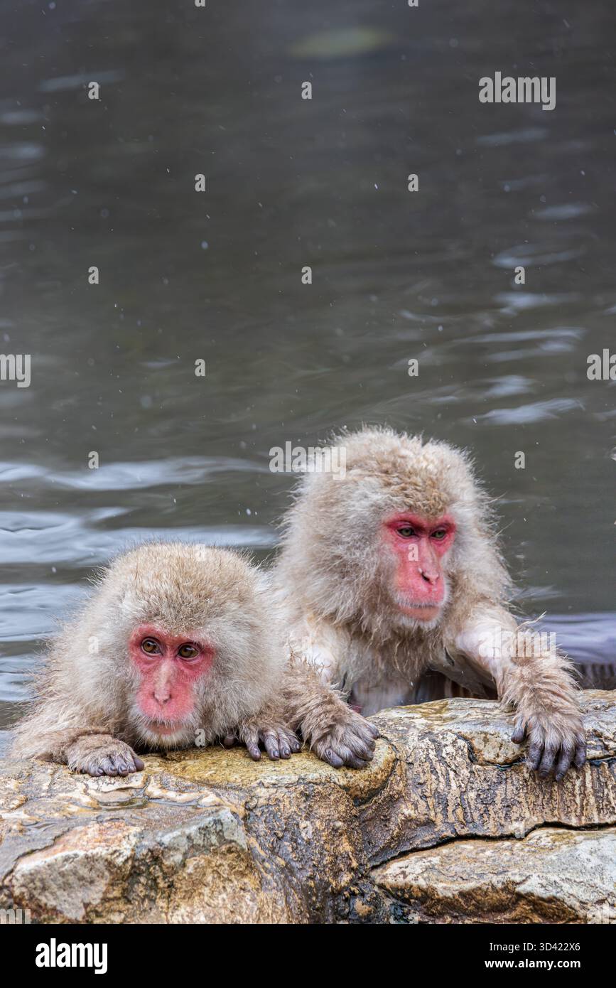 【KANA様】SWAT 2脚分 natural mountain monkeys Two snow monkeys bathing and relaxing in Japanese onsen in the