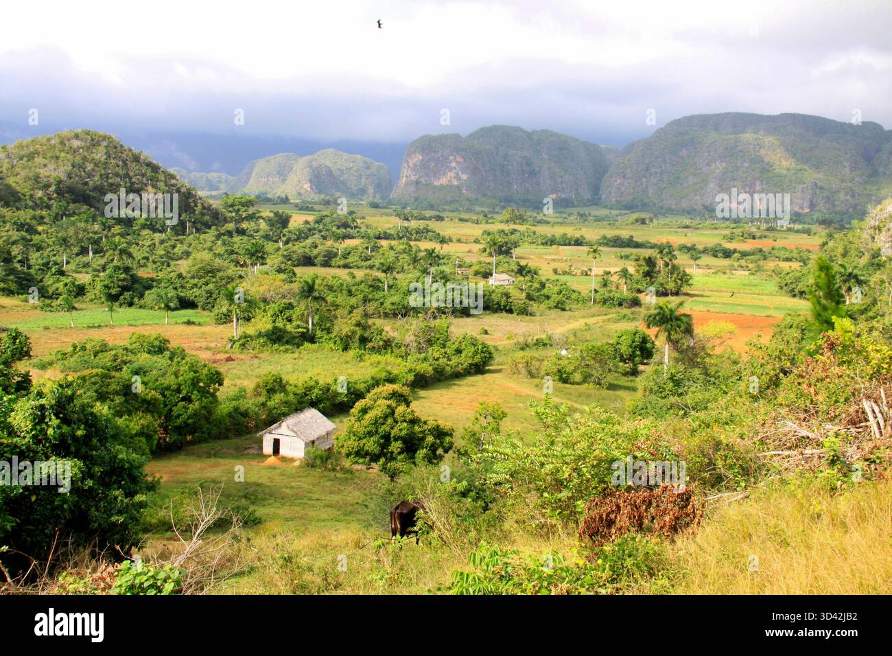 Traditional Cuban Farm Hut in the Viñales Valley with Mogotes Backdrop Stock Photo