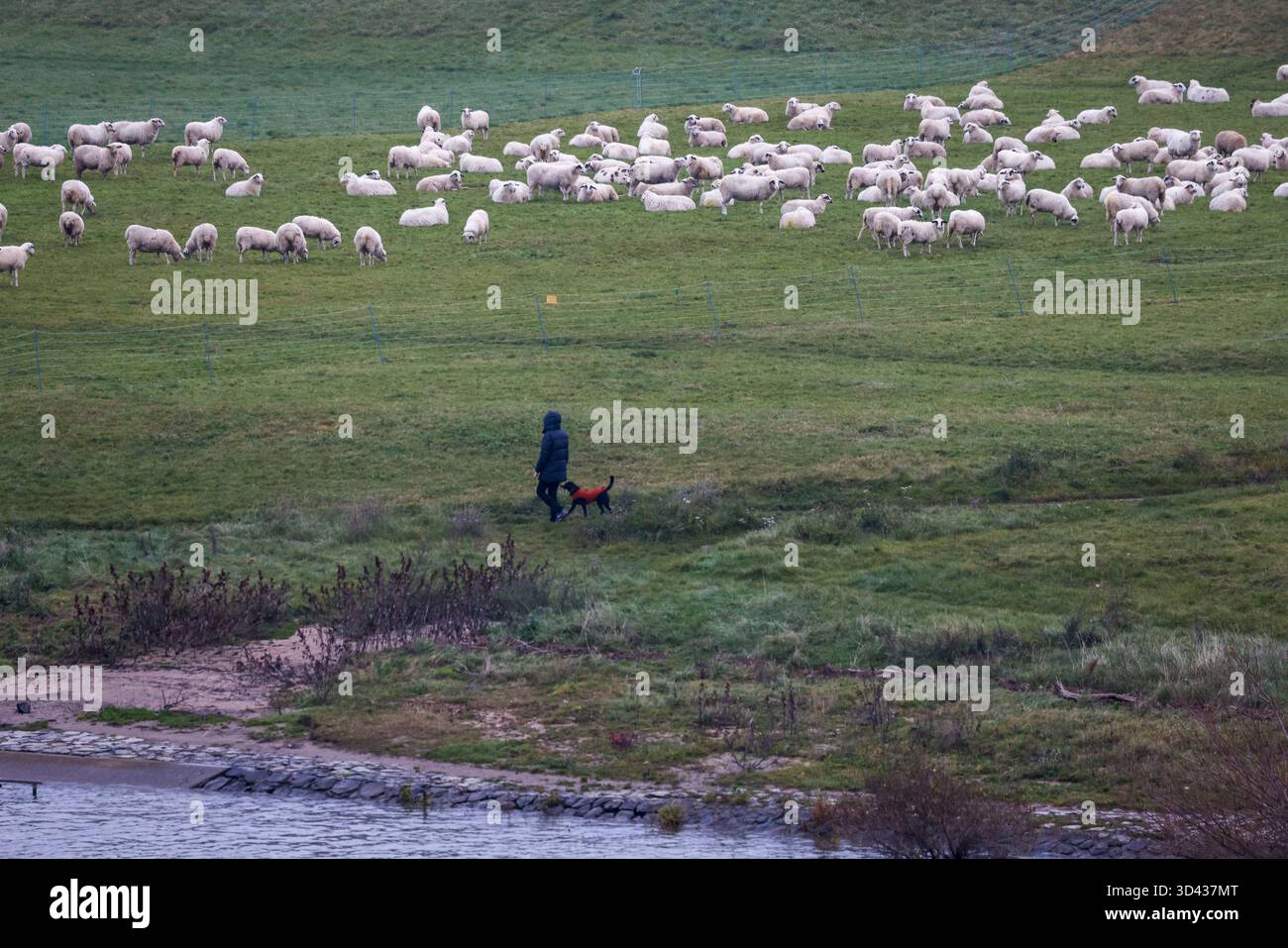 Flock Walker 08 November 2025, NoW, Cologne: A walker passes a flock of sheep with ...