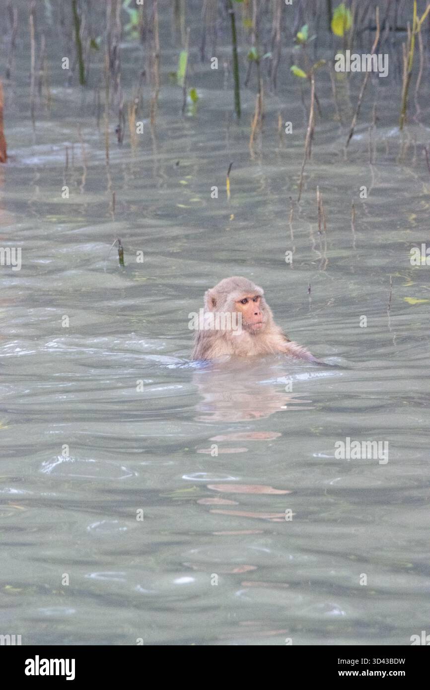 single Rhesus macaque monkey (Macaca mulatta) neck deep swimming in ...