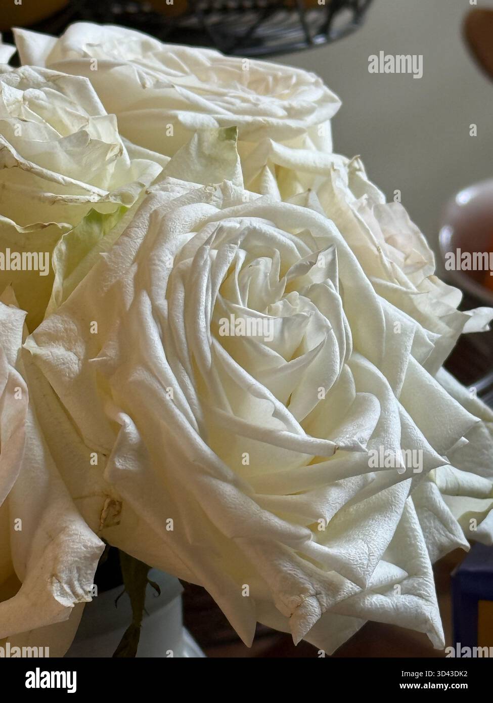Bouquet of exquisite white roses. The soft, velvety petals unfurl in a delicate swirl, capturing its gentle texture and elegant simplicity. Stock Photo