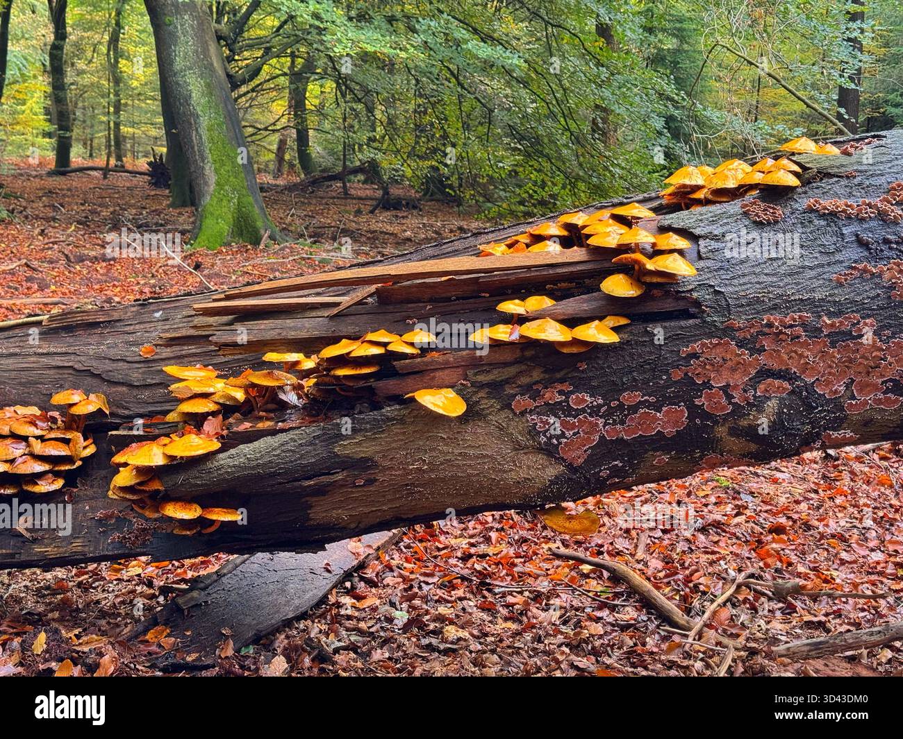 Fungus growing on dead beech tree at Veluwe Forest national park, Netherlands, Autumn. - Smartphone Captured Stock Image