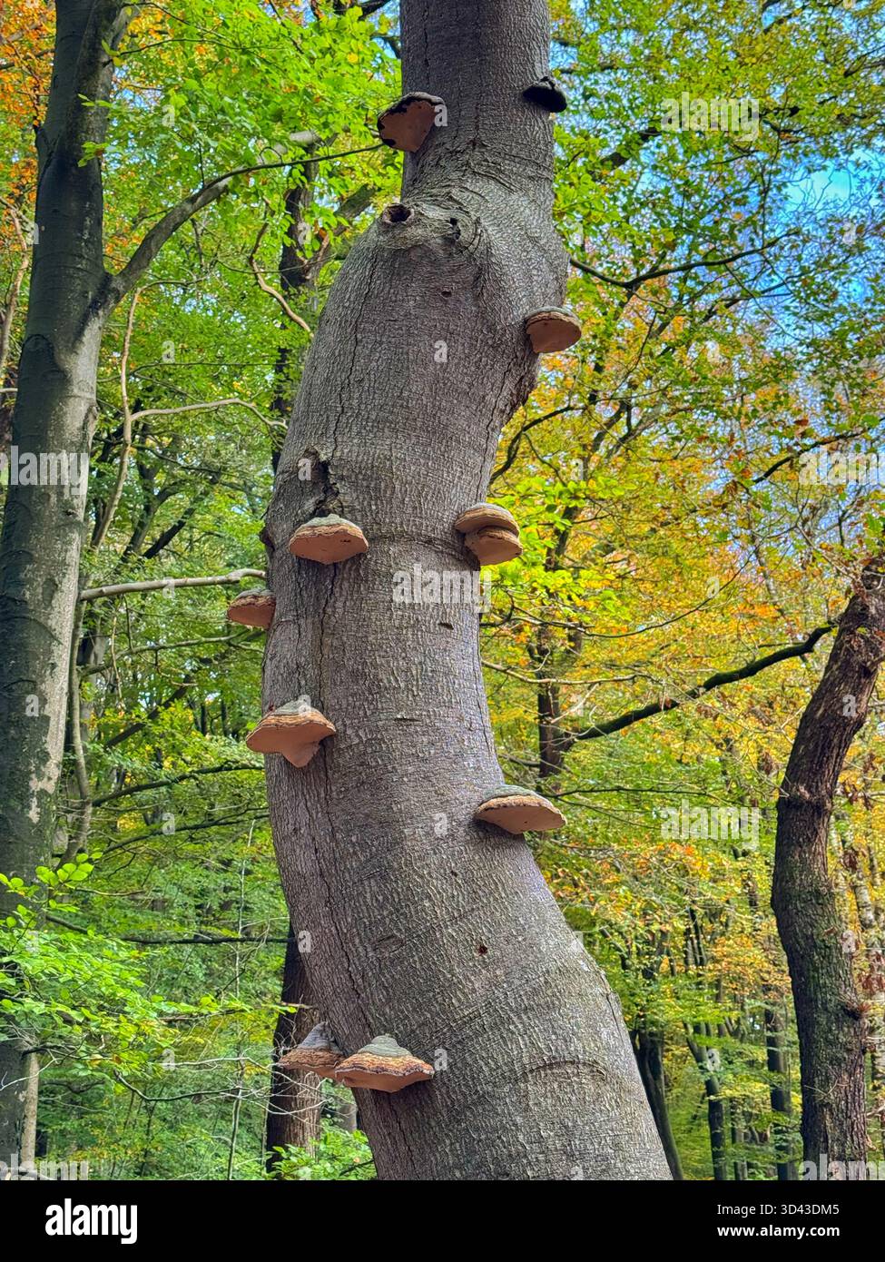 Fungus growing on dead beech tree at Veluwe Forest national park, Netherlands, Autumn. - Smartphone Captured Stock Image
