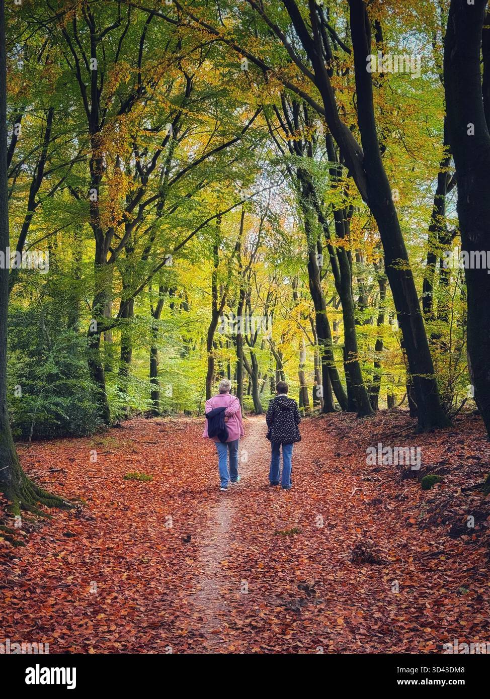 Two women walking through the Veluwe national park, Gelderland, Netherlands, Autumn. - Smartphone Captured Stock Image