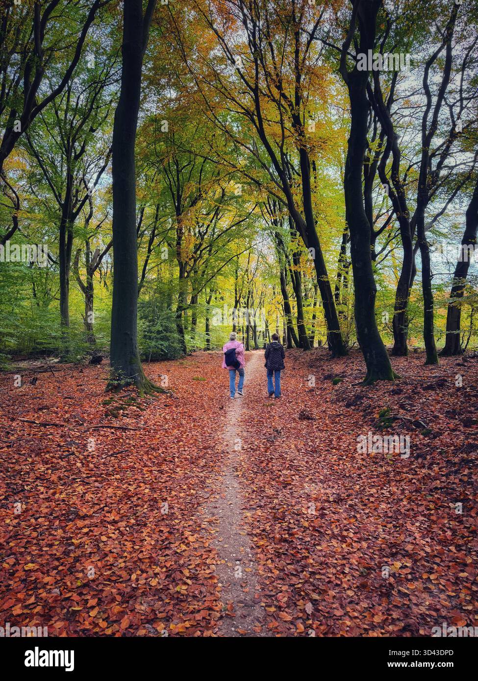 Two women walking through the Veluwe national park, Gelderland, Netherlands, Autumn. - Smartphone Captured Stock Image
