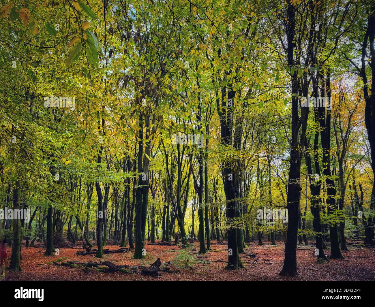 Veluwe national park, Gelderland, Netherlands - Smartphone Captured Stock Image