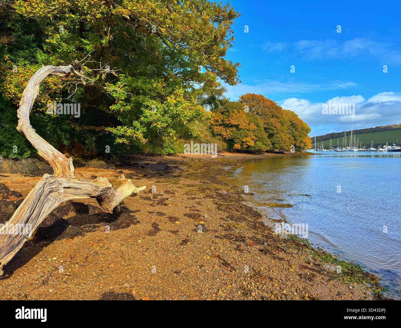 The Kingsbridge estuary, near Salcombe, Autumn. - Smartphone Captured Stock Image