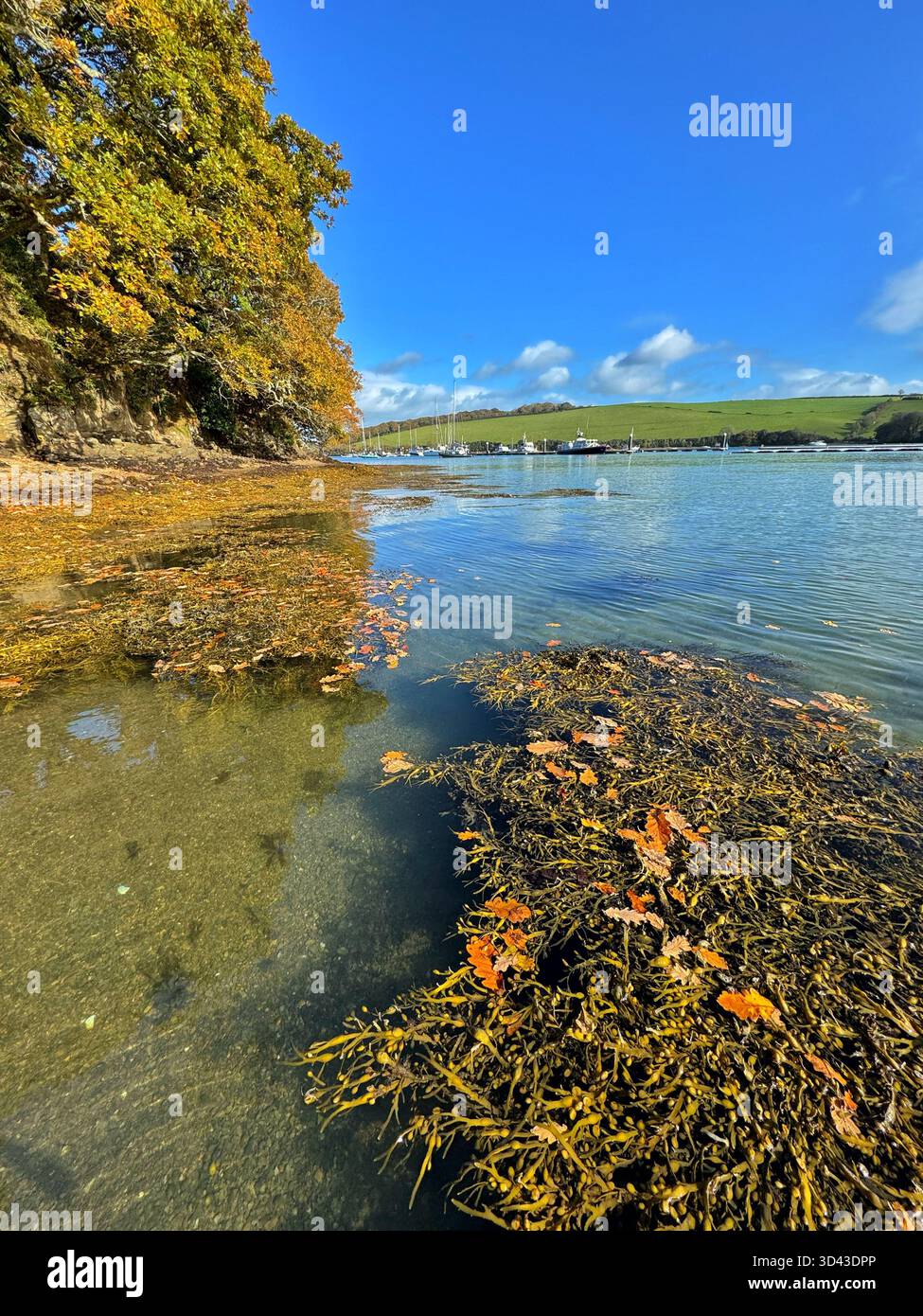 The Kingsbridge estuary, near Salcombe, Autumn. - Smartphone Captured Stock Image