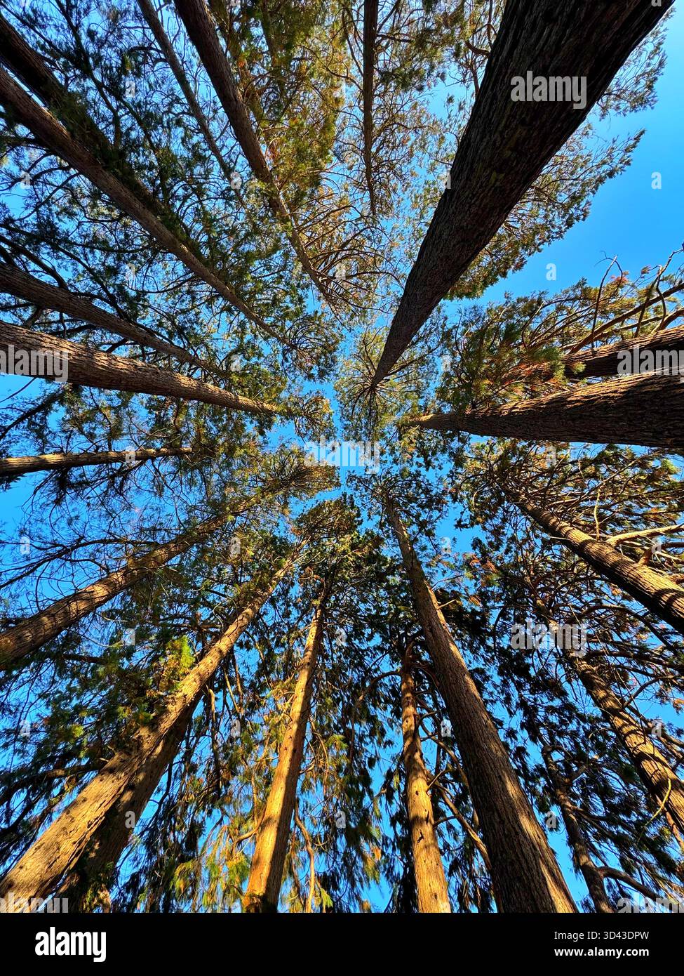 Looking up at Canadian Redwood trees growing at Tredegar Park, South Wales. - Smartphone Captured Stock Image