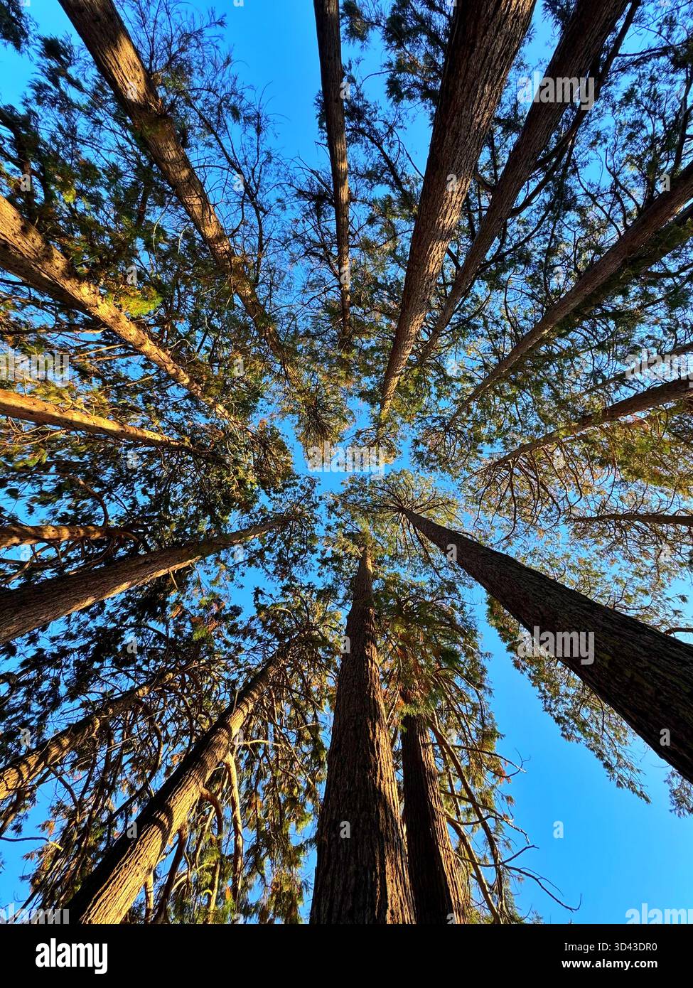 Looking up at Canadian Redwood trees growing at Tredegar Park, South Wales. - Smartphone Captured Stock Image