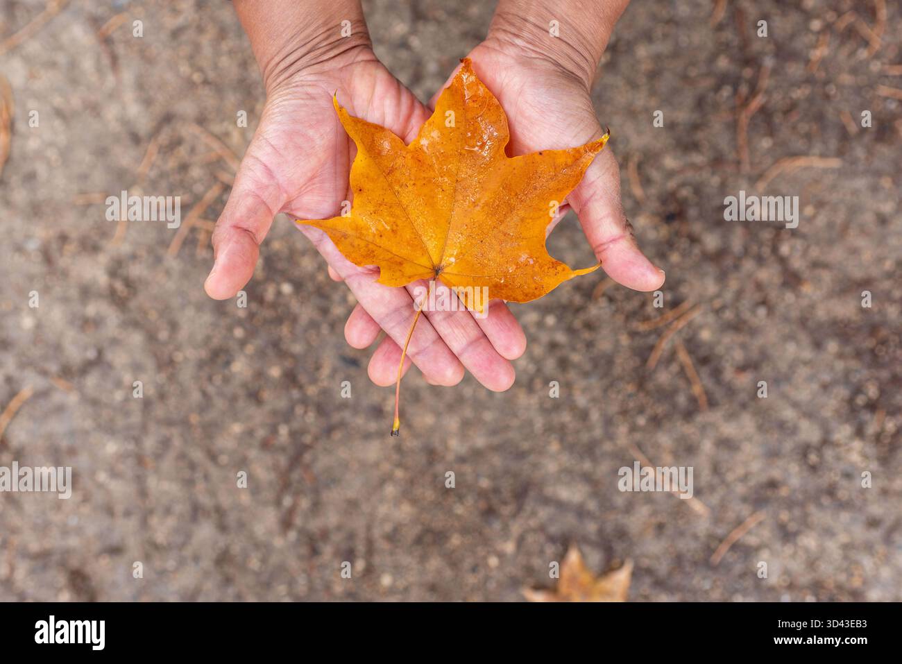 Two hands holding an orange maple leaf. Autumn background. Fall colours. Stock Photo