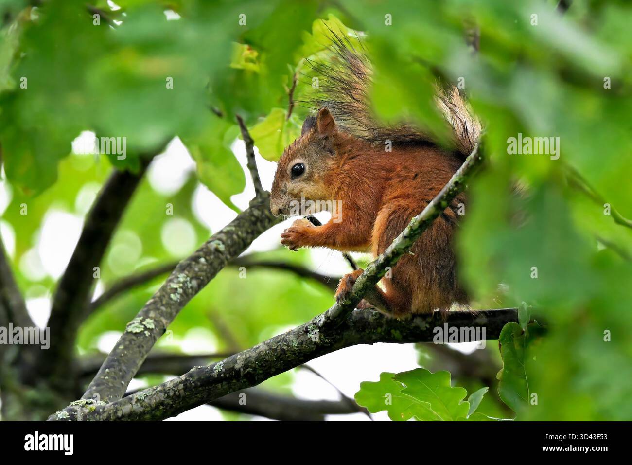 Squirrel collecting acorns for winter Stock Photo