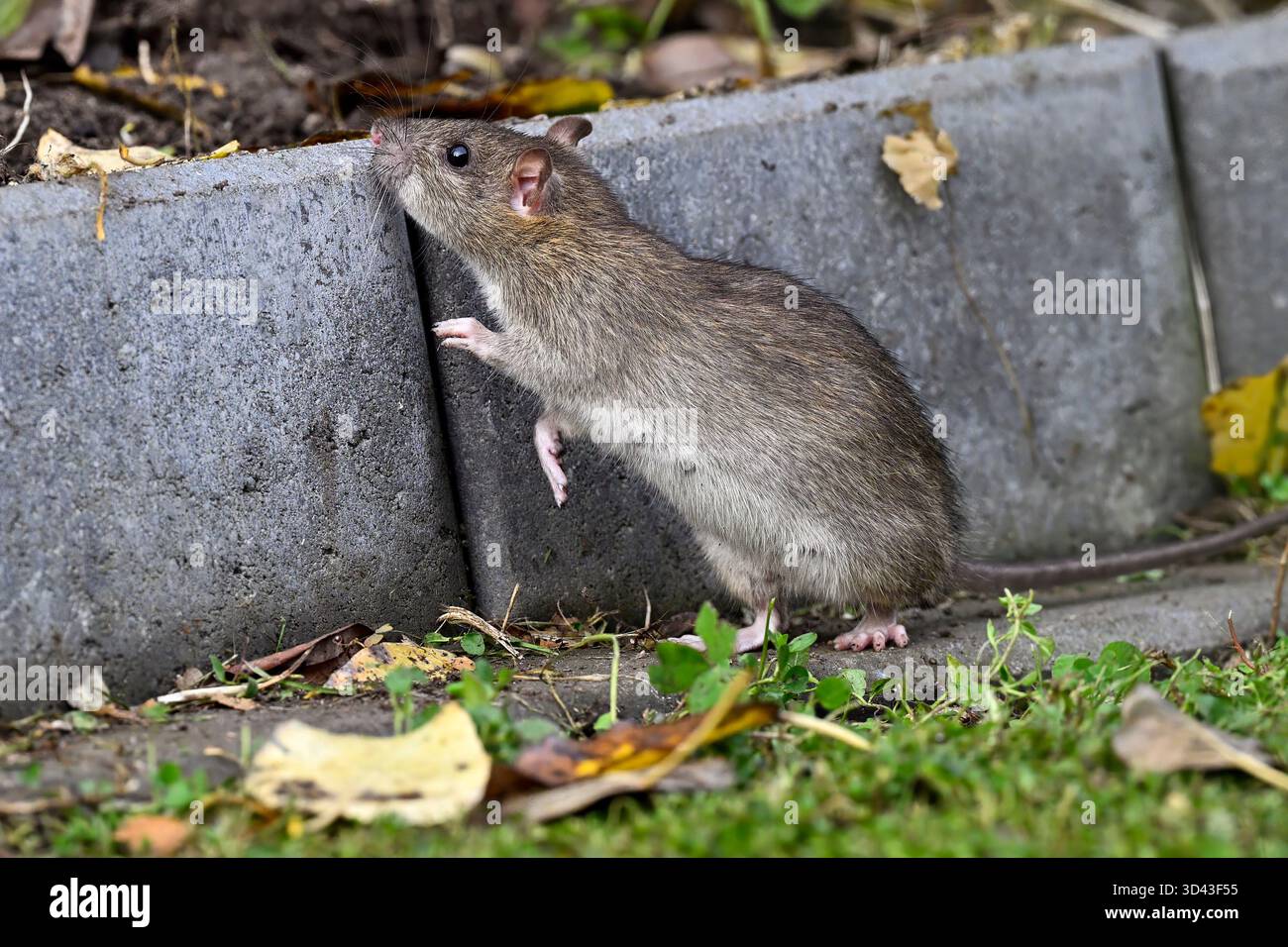 Brown rat in the garden Stock Photo