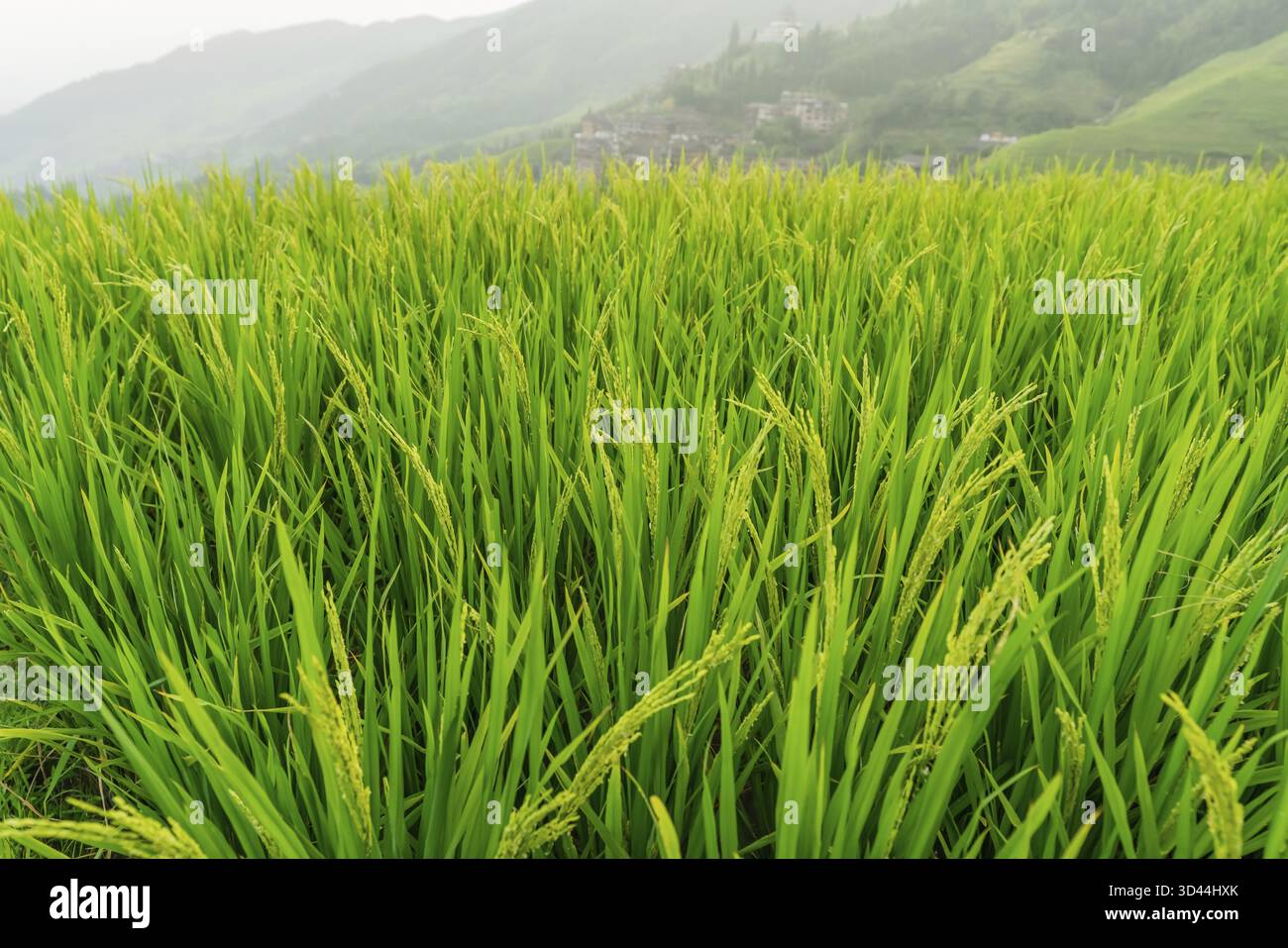 Rice growing slowly on the Longji rice terraces, northeast of China's ...