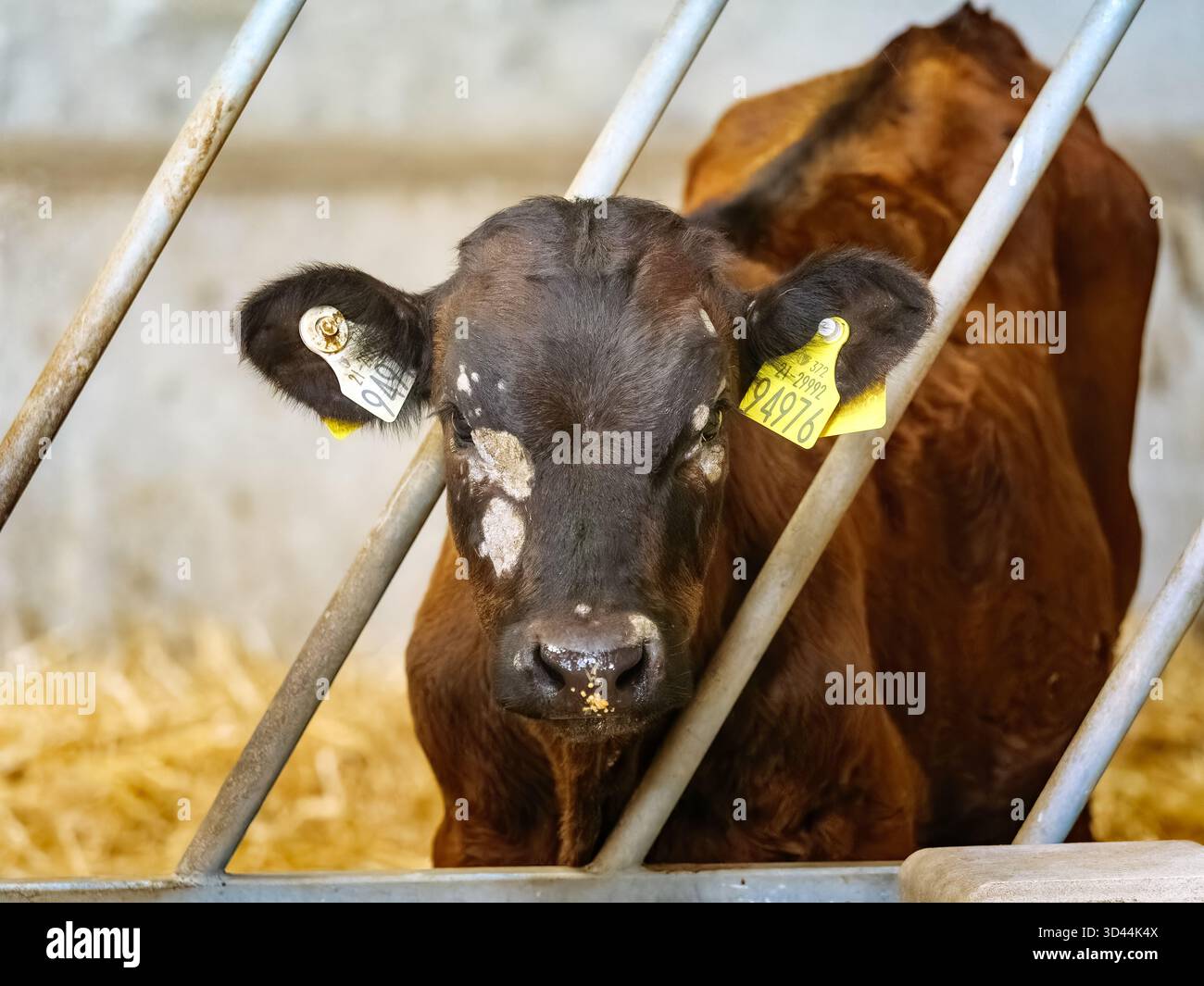 A young, brown Angus calf stands behind metal bars inside a barn. The ...