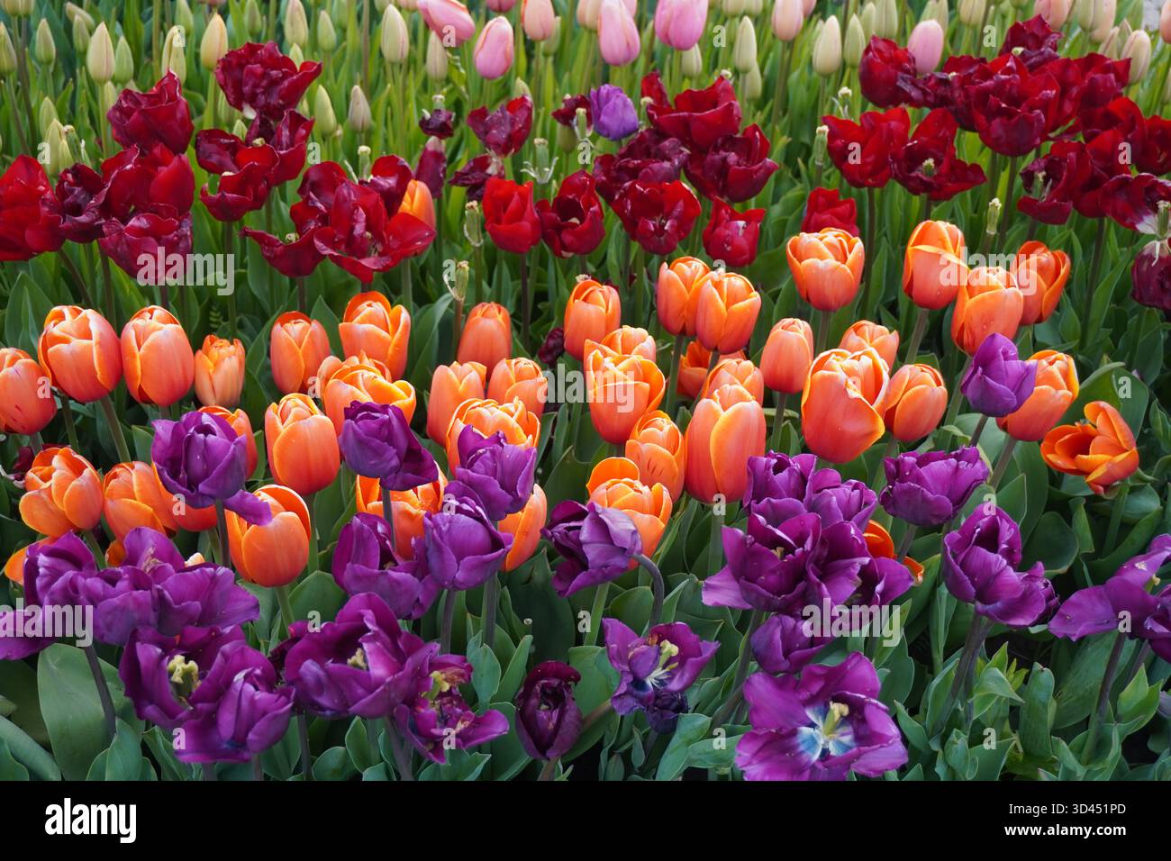 Featuring clusters of deep red hi-res stock photography and images - Alamy