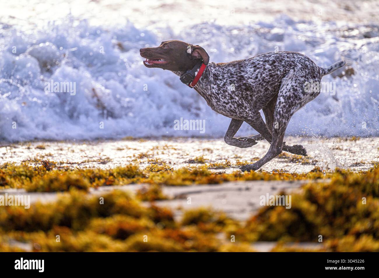 German Short haired Pointer running on the beach Stock Photo