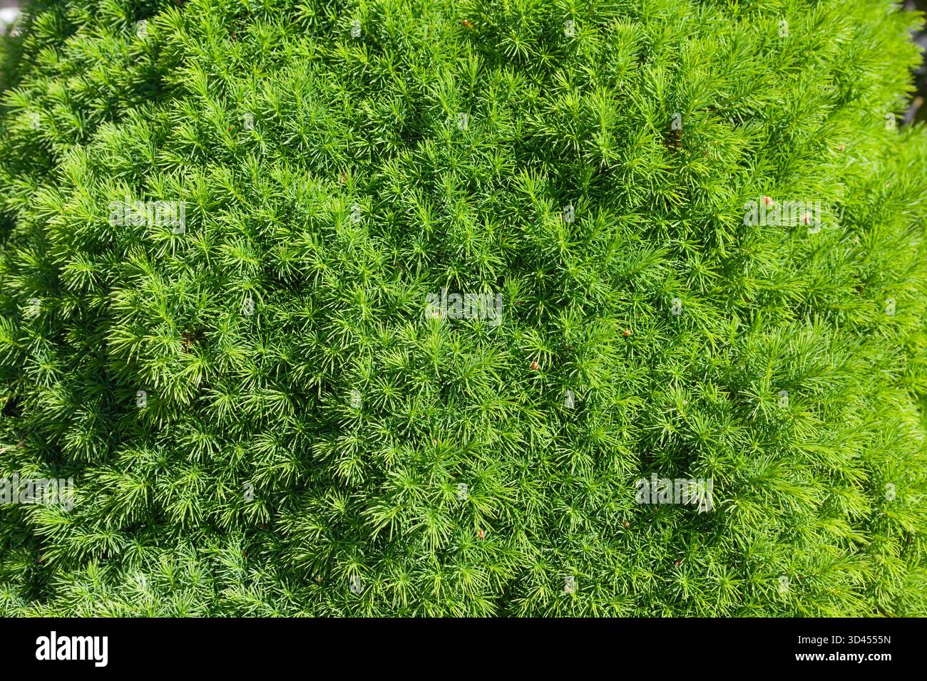 Dense green lush needles with bright daylight Stock Photo