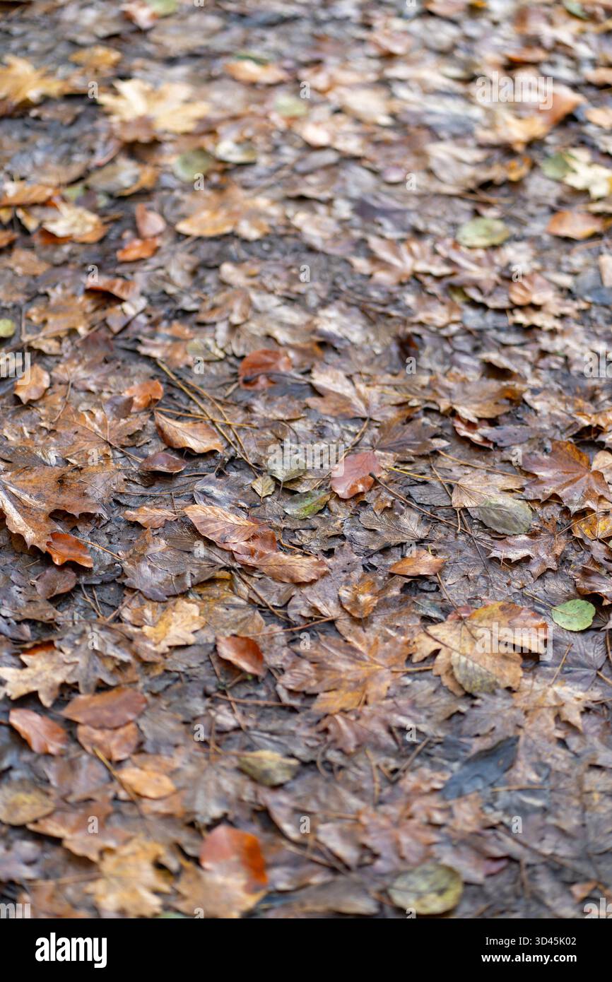 Damp forest floor hi-res stock photography and images - Alamy