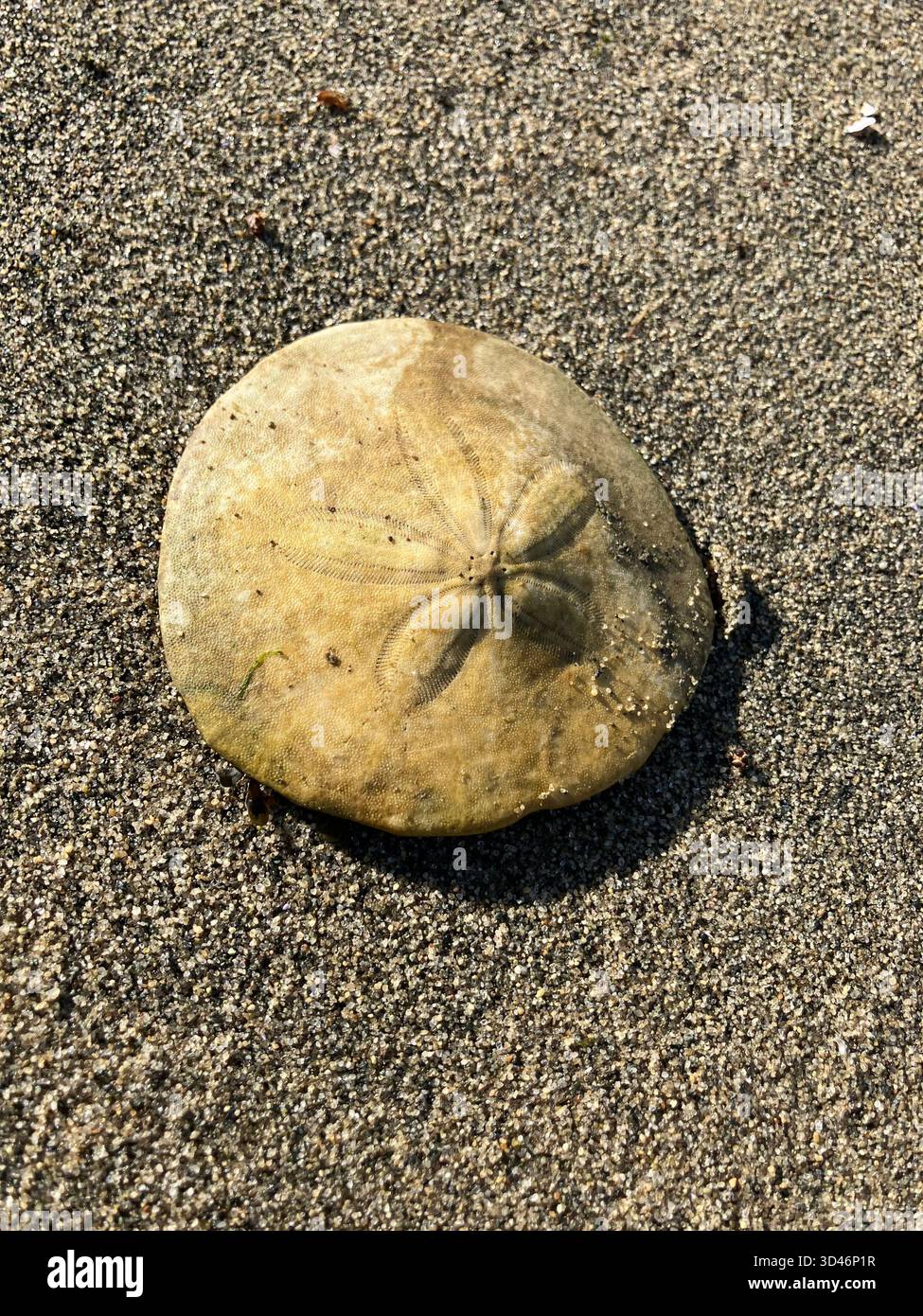 Sand dollar on a beach. The term 'sand dollar' derives from the appearance of the tests (skeletons) of dead sea urchins after being washed ashore. - Smartphone Captured Stock Image