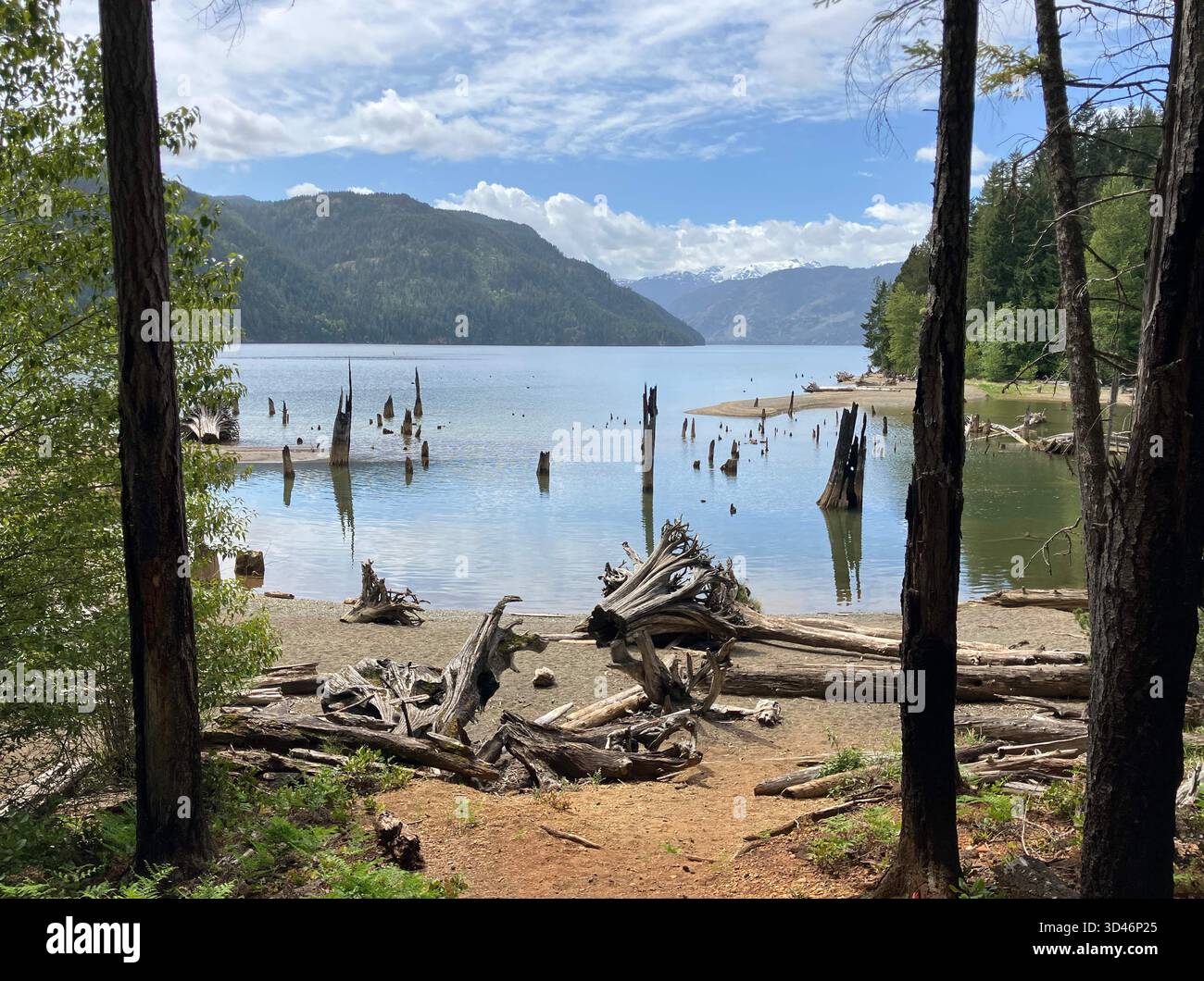 Beach with dead tree stumps at Comox Lake Bluffs Ecological Reserve, Comox Valley, Vancouver Island, British Columbia, Canada - Smartphone Captured Stock Image