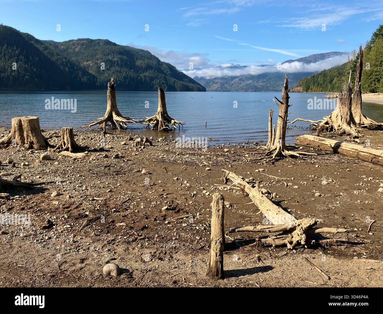 Dead tree stumps on beach at Comox Lake Bluffs Ecological Reserve, Comox Valley, Vancouver Island, British Columbia, Canada - Smartphone Captured Stock Image