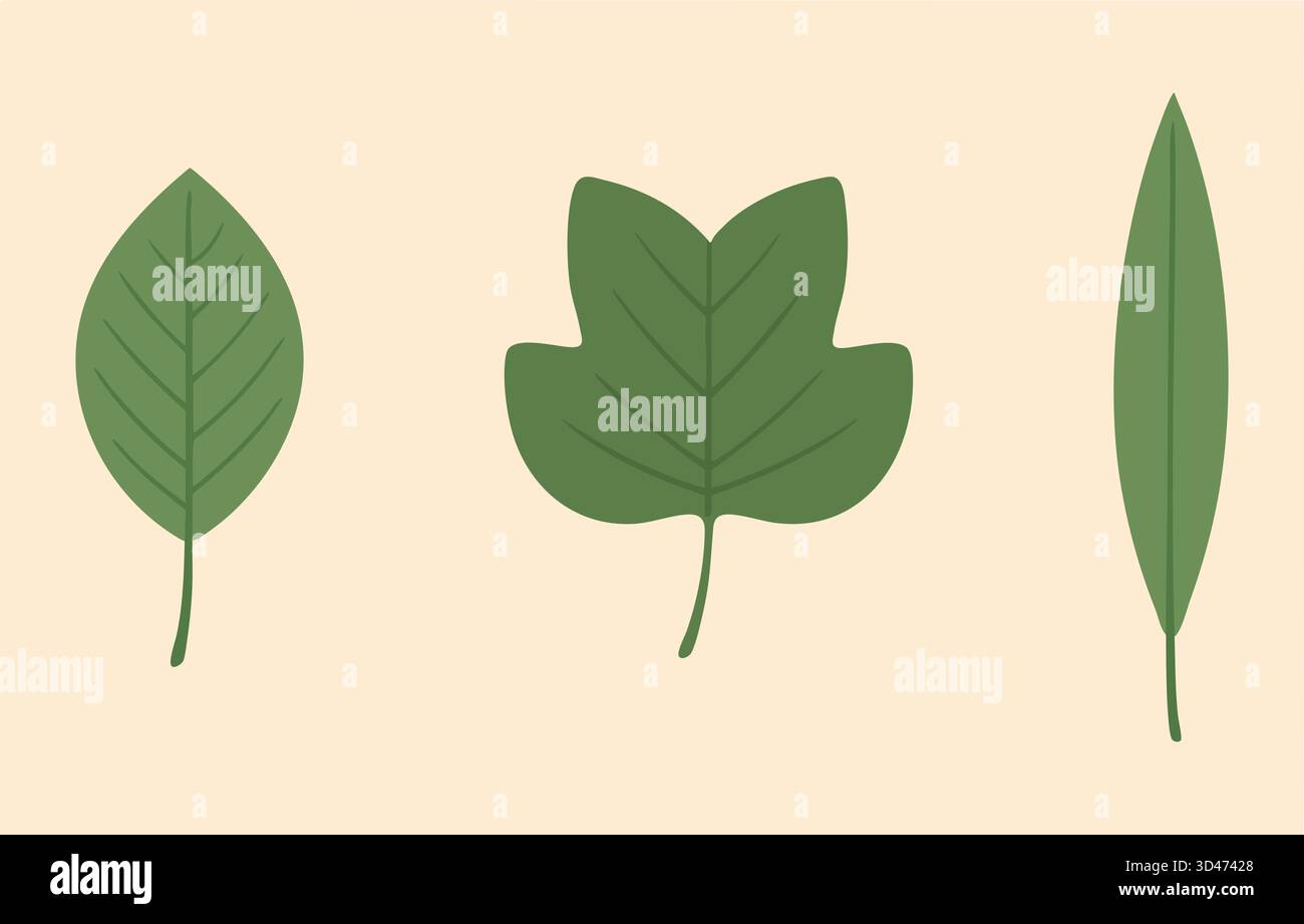 Ovate lanceolate leaf Stock Vector Images - Alamy