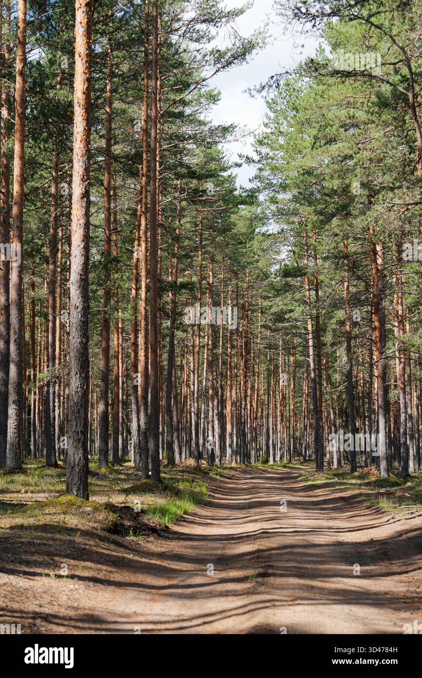 Forest path tall trees sunlight hi-res stock photography and images - Alamy
