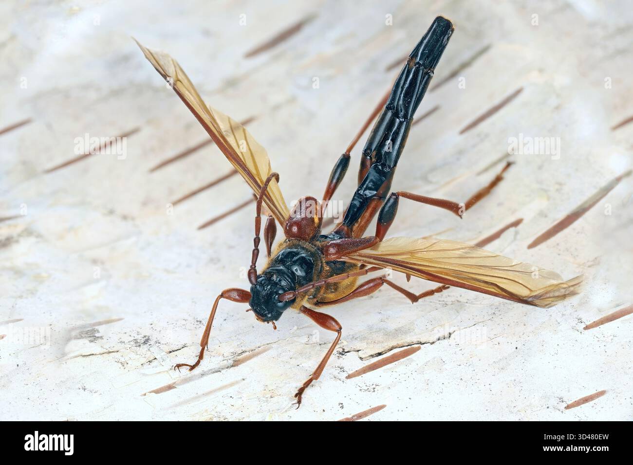 Necydalis hi-res stock photography and images - Alamy